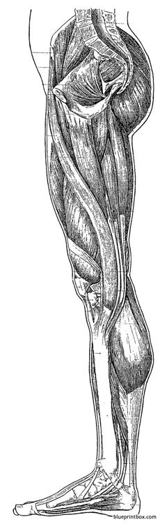 leg side inner muscles overview