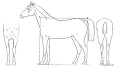 horse 3 view and basic proportion