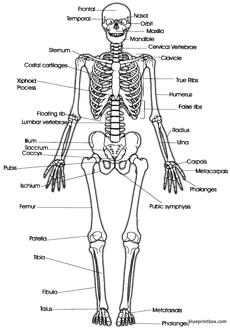 anterior skeleton