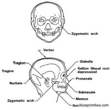head medical terms