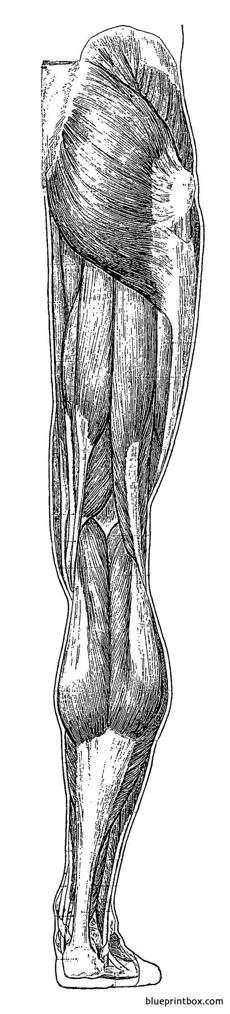 leg back muscles overview