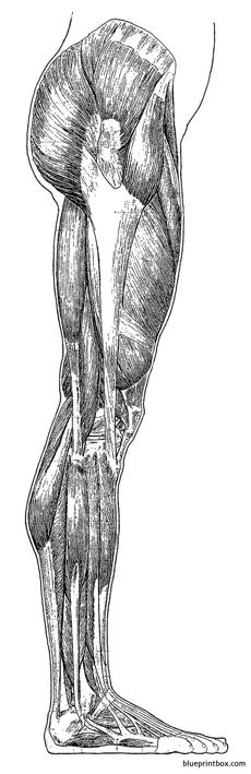 leg side muscles overview