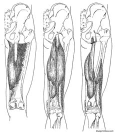 leg upper muscles 2