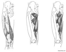 leg upper muscles
