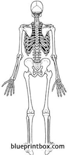 skeleton 2
