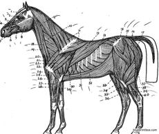 horse side muscular diagram